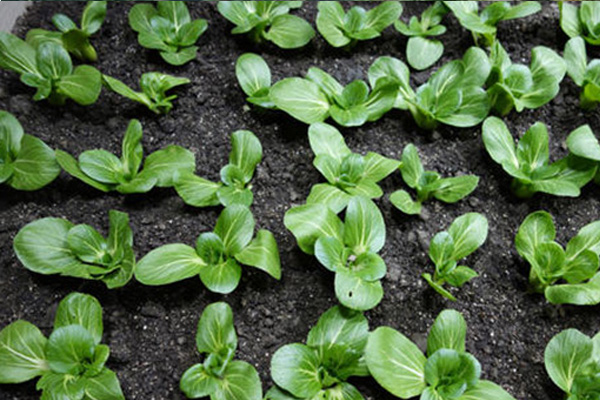 庆阳优良双效脲铵厂家