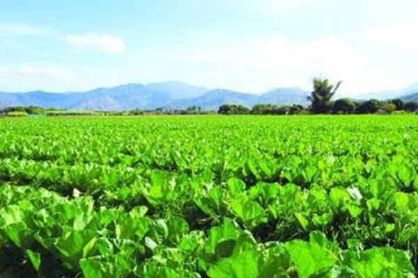 三门峡优良氨基酸含钾氮肥厂家