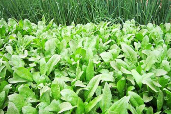 焦作优良小麦返青肥价格