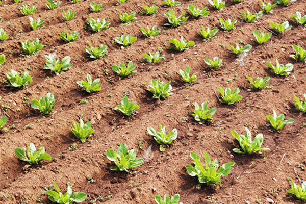 长治优良氮钾追肥公司