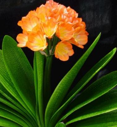 7026am威尼斯, 7026am威尼斯,