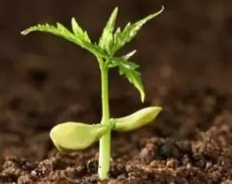 三合肥料,7026am威尼斯,7026am威尼斯